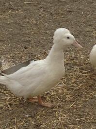 C'est Daphnie un beau pekin à crête. Je l'ai perdue face à un prédateur au milieu de la journée