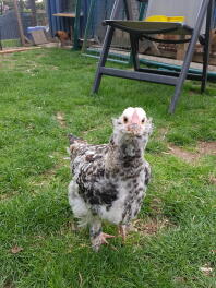 Poulet dans le jardin