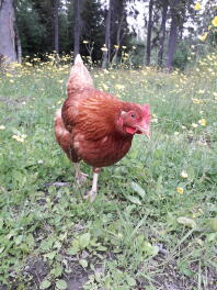 Un poulet brun dans un jardin avec des fleurs de boutons d'or