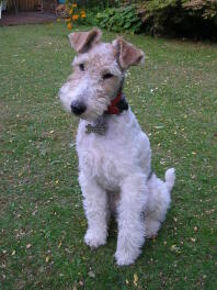 Fabuleux Fox Terriers