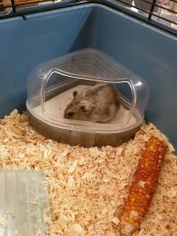 Un petit hamster nain gris dans un bain de poussière dans une cage avec de la sciure de bois