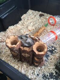 Mon hamster aime explorer sa maison.