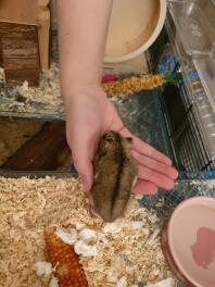 Un hamster qui sort de sa cage et s'accroche à la main de son propriétaire.