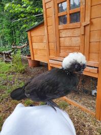 Poule devant un poulailler en bois