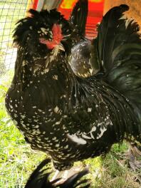 Coq bantam houdan