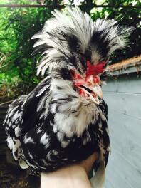 Jeune coq de Houdan