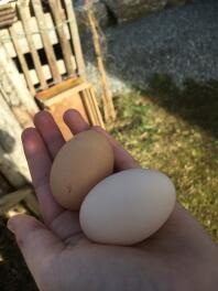 Deux gros œufs dans la main d'une femme dans un jardin