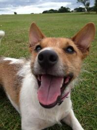 Charlie le JRT qui a le sourire fait de chaque jour une belle journée