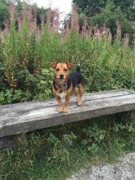 CoCo le noir et feu Jack Russell