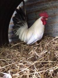 Coq japonais Bantam.