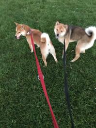 Mes chiots shiba inu sésame rouge et rouge