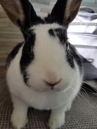 Un lapin tacheté noir et blanc assis sur un canapé