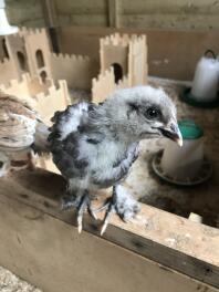 Regardez ces magnifiques pieds à plumes! Blue Copper Marans à 2,5 semaines.