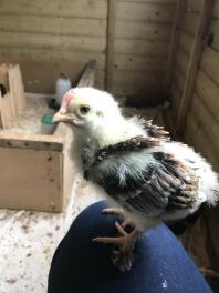 Si charmant! 2,5 semaines. Wheaten Marans, coq par le regard du peigne et noir dans les plumes (je suppose)