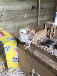 Poulette Wheaten Marans (je suppose) à 2,5 semaines.