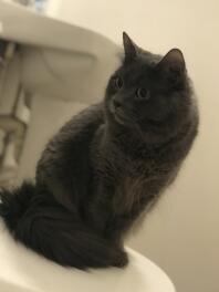 Mon beau chat Nebelung. Son nom est Spencer