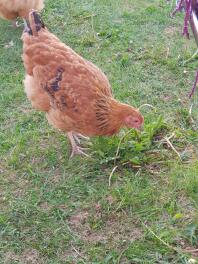 Buff Orpington gratuit