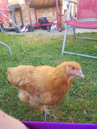 Curieux Buff Orpington