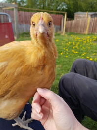 Curieux Buff Orpington