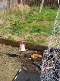 A son propre bain de poussière, utilise mon compost à la place! MDR