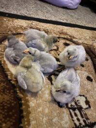 Poussins Lavender Orpington 8 jours