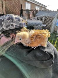 Loki pense qu'elle est un perroquet! - Poussin Buff Orpington