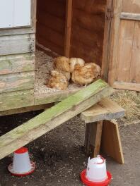 Détente dans la coop