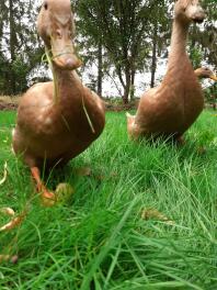Canards marchant dans l'herbe