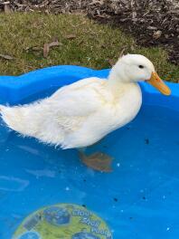 Gemmy le plus beau canard de pékin du monde !