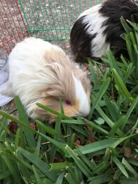 Peaches aime l'herbe !!