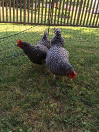 Voici deux rochers barrés, Georgia et Miss Pepper Pot, profitant de leur libre parcours!