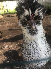 Coco le blanc Sussex x bantam polonais!