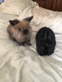 Rose et Thor