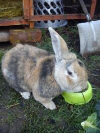 Truffe mon lop géant de 12 ans! :-)
