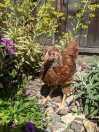 Juvénile rhode island red dans le jardin.