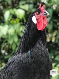 Un coq noir et rouge dans un jardin