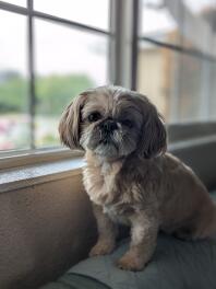 Shih tzu assis sur le canapé.