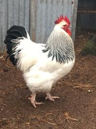 coq de sussex léger