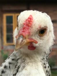 Une image en gros plan d'un poulet blanc, noir et rouge devant une maison