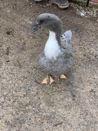 Canard suédois bleu