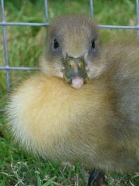 très mignon canard bleu suédois