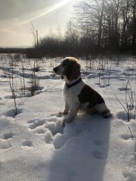 Un épagneul springer gallois assis sur le site Snow par une journée ensoleillée