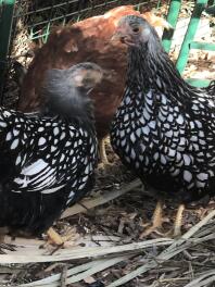 Sadie et Sybil, Wyandottes lacées argent bantam