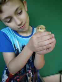 Enfant tenant un poussin