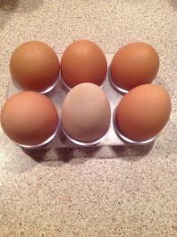 Délicieux œufs frais