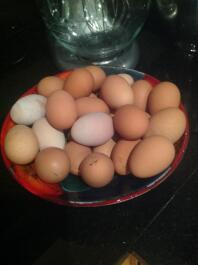Ces œufs ont été pondus par deux poulets en deux semaines
