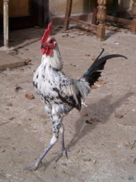 Poulet aux pattes étendues