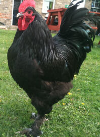 Poule dans le jardin posant