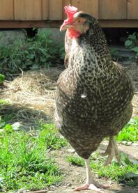 Poulet dans le jardin