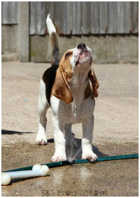 Bramble, notre chiot beagle effronté de 12 semaines